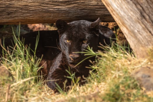 A black leopard in captivity. Also called a black panther. It is a melanistic color variant of a leopard, Panthera pardus
