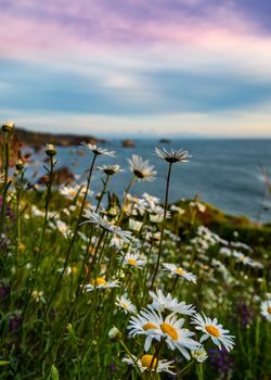Landscape color image of a beautiful Pacific Northewest sunset with wildflowers in the foreground.
