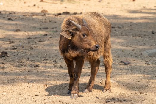 A cape buffalo calf, Syncerus caffer caffer, looking to the side