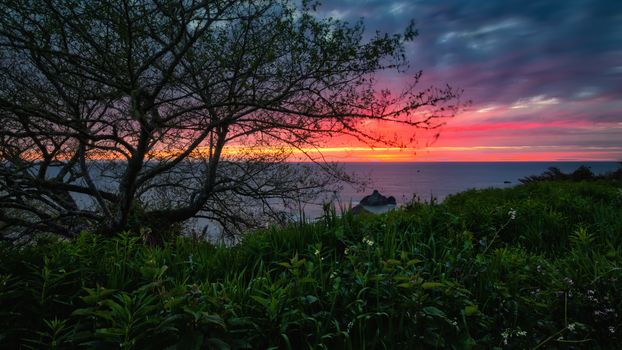 Landscape color image of a beautiful Pacific Northewest sunset with wildflowers and a tree in the foreground.