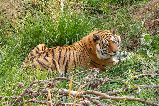 A tiger, Panthera tigris, the largest feline species