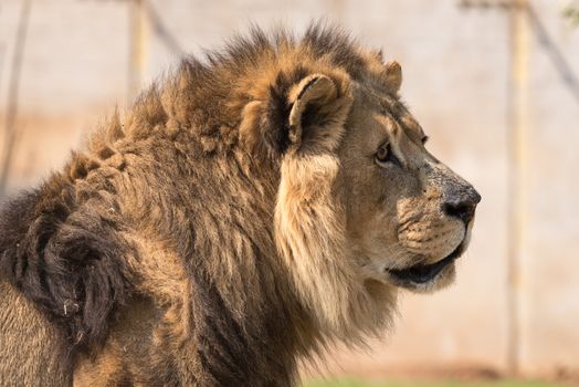 Close-up of a male African Lion, Panthera leo