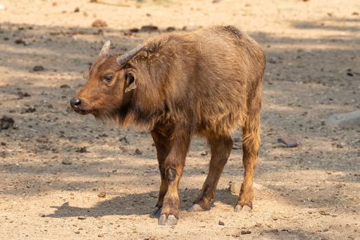 Side view of a cape buffalo calf, Syncerus caffer caffer