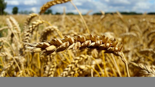 an ear of wheat, close-up against a background of wheat fields.