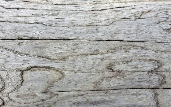 texture of the old log on the lake