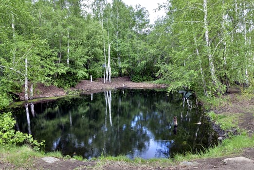 a small forest pond with dark water framed by green trees