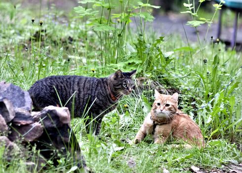 two cats grey and red among the green grass