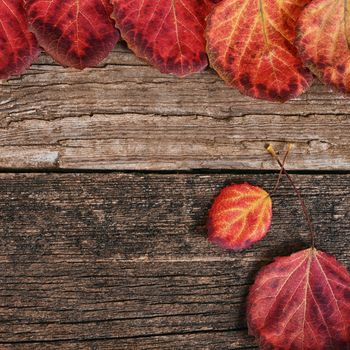 The autumn leaves on a wooden background