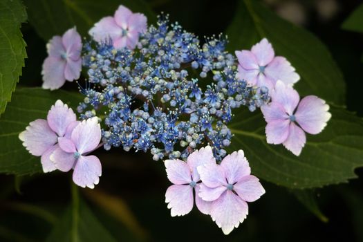 Blue Lacecap Hydrangea just beginning to flower