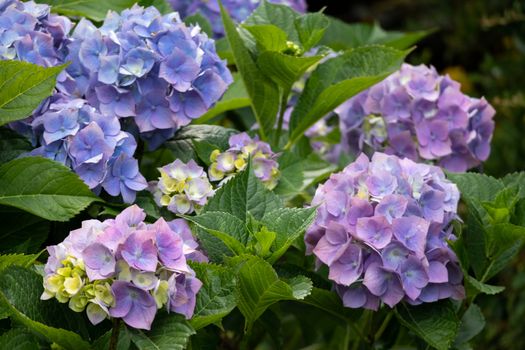 Common Hydrangea (H macrophylla) flowering