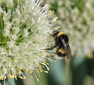 bumblebee collects nectar from a flowering onion, macro