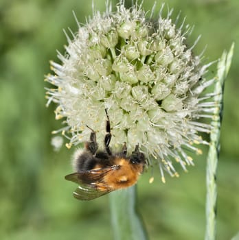 bumblebee collects nectar from a flowering onion, macro