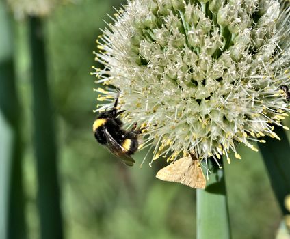 bumblebee and butterfly collect nectar from flowering onions, macro