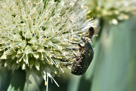 beetle-bronze insect with a Latin name Cetonia aurata collects nectar, macro