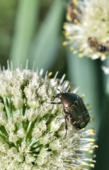 beetle-bronze insect with a Latin name Cetonia aurata collects nectar, macro