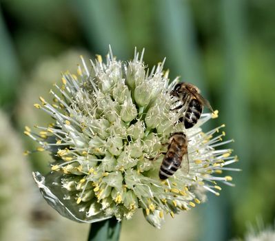 bees collect nectar from flowering onions, macro