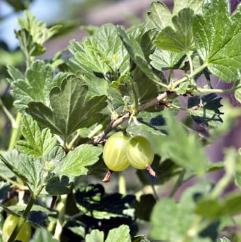 ripening green gooseberry on blurred nature background