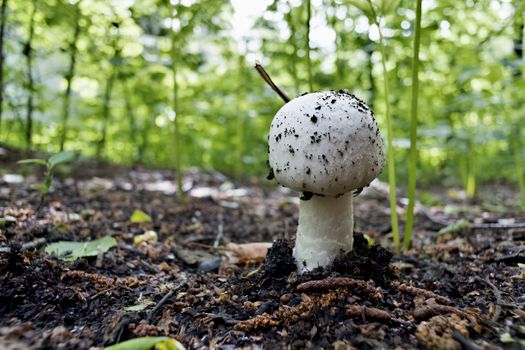 just grown mushroom champignon in the forest