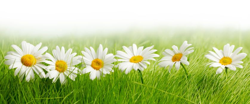 White daisy flowers in green grass isolated on white background