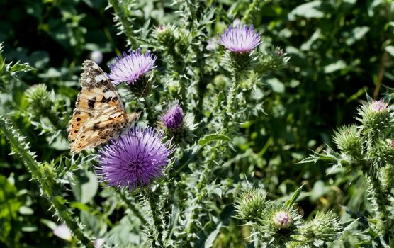 orange butterfly sitting on a flowering Thistle