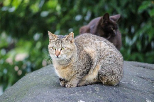 Brown striped cat sitting on the rock