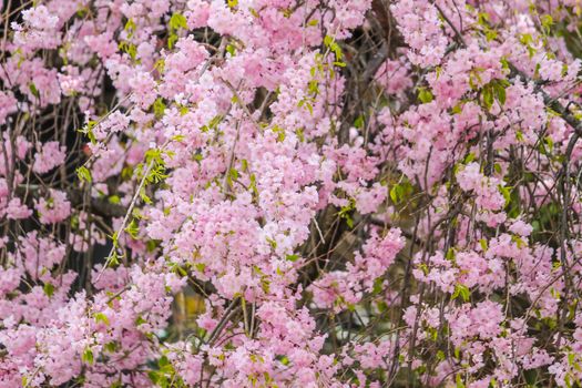 Soft focus of beautiful pink sakura, cherry blossom in Japan