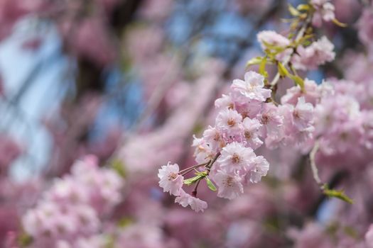 Soft focus of beautiful pink sakura, cherry blossom in Japan