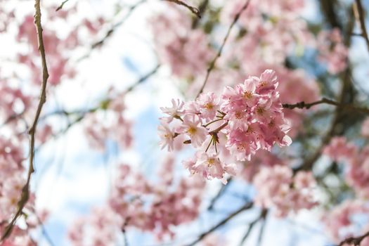 Soft focus of beautiful pink sakura, cherry blossom in Japan