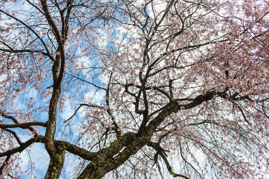 Soft focus of beautiful pink sakura, cherry blossom tree with blue sky in Japan