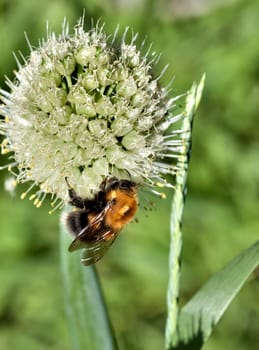 bumblebee collects nectar from a flowering onion, macro