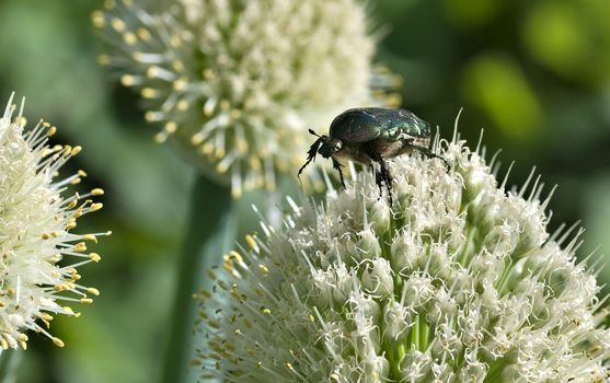 beetle-bronze insect with a Latin name Cetonia aurata collects nectar, macro
