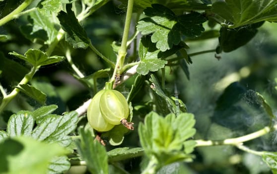 ripening green gooseberry on blurred nature background