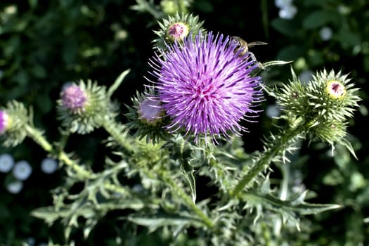 blooms beautiful purple Thistle in bright sunlight