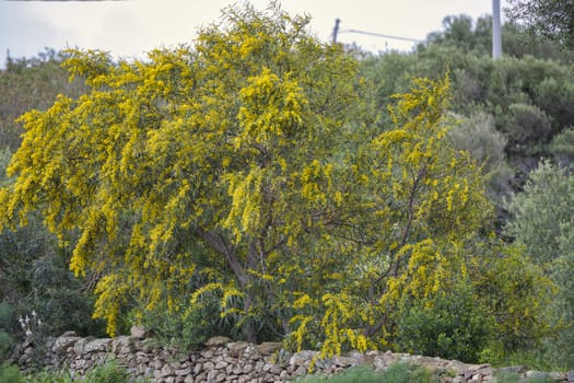 a big gorse plant with yellow flowers on sardinia