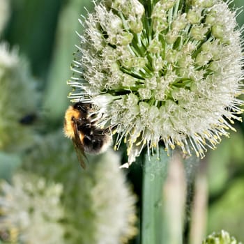 bumblebee collects nectar from a flowering onion, macro