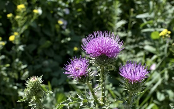 blooms beautiful purple Thistle in bright sunlight