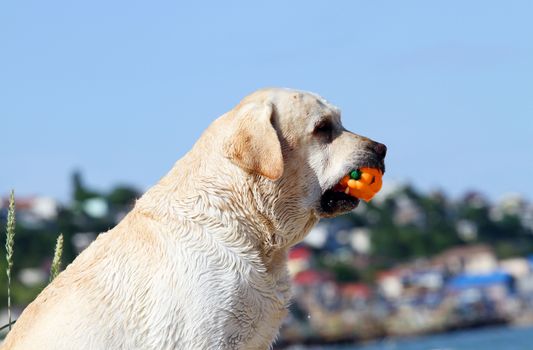 the yellow labrador playing at the sea in summer portrait