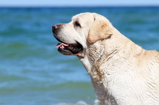yellow labrador playing at the sea in summer with a toy portrait