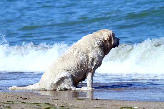a yellow labrador playing at the sea in summer with a toy portrait