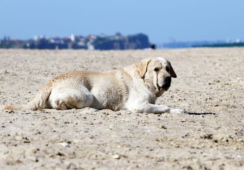 a yellow labrador playing at the sea in summer close up