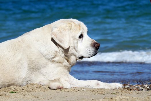 yellow labrador playing at the sea in summer close up