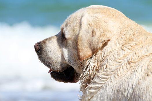 the yellow labrador playing at the sea in summer close up