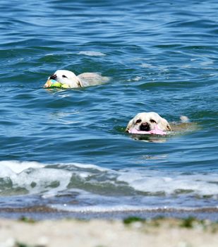 two yellow labrador swimming in the sea with toys in summer
