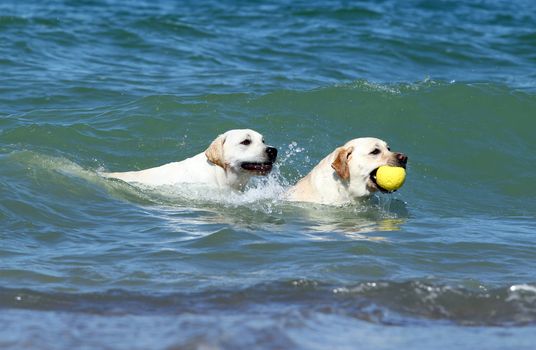 two sweet yellow labrador swimming in the sea with toys in summer