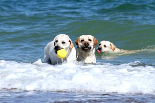 three yellow labrador swimming in the sea with toys in summer