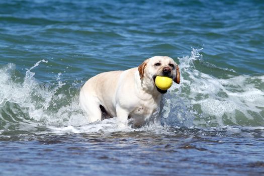 a yellow labrador swimming in the sea with toy in summer