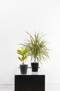 Gold Dust Croton plant and Madagascar dragon tree and in black pots, on a side table.