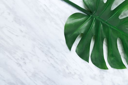 Beautiful dark tropical Monstera leaf on marble background. Popular plant in interior design.