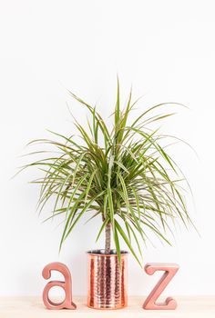 Dracaena marginata tricolor, or Madagascar dragon tree. Tropical plant in a copper pot, and metal letters A and Z on a wooden shelf.