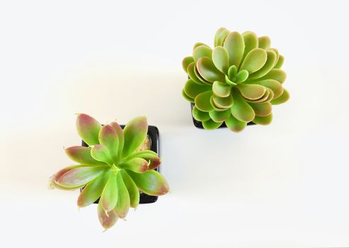 Succulent plant top view, isolated on white background.
